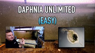 How I Raise Daphnia Water Fleas And You Can Too [upl. by Sankaran495]