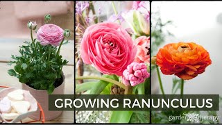 Growing Ranunculus  How to Plant Care amp Use Ranunculus Flowers [upl. by Yevoc]