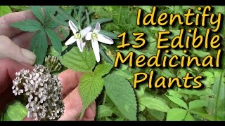 A Video Identification Guide To Edible amp Medicinal Plants  Pt 2 [upl. by Araiek]