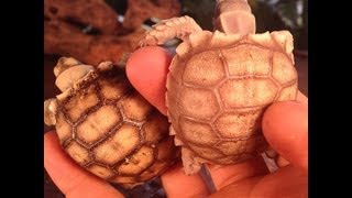 What To Feed Sulcata Tortoises [upl. by Lomax]