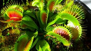 Carnivorous Plants [upl. by Roede201]