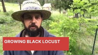 Growing Black Locust in a Permaculture System [upl. by Redliw]