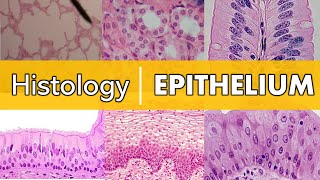 Histology  Epithelium [upl. by Klemens]