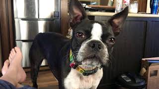 Tired Boston Terrier talking [upl. by Jed]