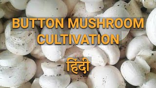 Button Mushroom Cultivation  Hindi [upl. by Kathleen]