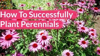 How To Successfully Plant Perennials  Joy Us Garden [upl. by Eniahpets]