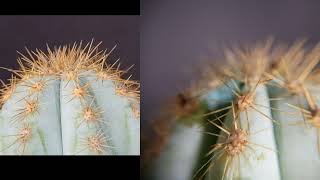 pilosocereus azureus Pilocereus pachycladus [upl. by Merrielle911]