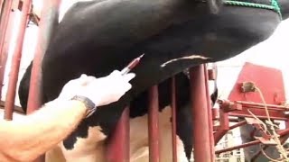 intravenous injection technique in cattle [upl. by Ahs]