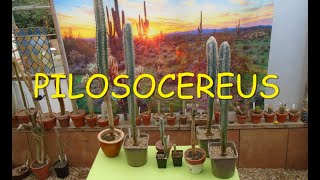 Pilosocereus Cacti 🌵🌵🌵 [upl. by Dermott]