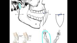 Occlusion Part 2 [upl. by Edme]