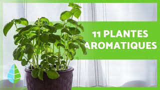 11 PLANTES AROMATIQUES DINTÉRIEUR 🌿 Usages et soins [upl. by Gurango]