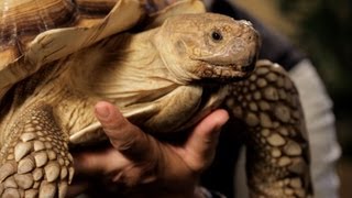 7 Cool Facts about Sulcata Tortoise  Pet Reptiles [upl. by Elocan]