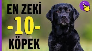 En zeki 10 köpek ırkı  Hayvanlar Alemi  Aklında olsun [upl. by Anol]