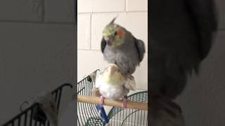 Cockatiel singing and mating [upl. by Ecikram]