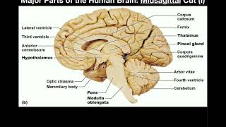 Anatomy  Major Parts of the Brain Midsagittal View [upl. by Adrianna26]