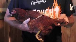 Differentiating 23 monthold Hens from Roosters [upl. by Notfilc]