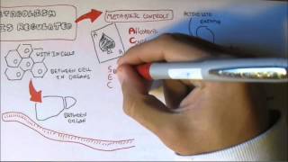 Regulation of Enzyme Activity [upl. by Marmaduke]