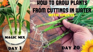 How to Grow Plants From Cuttings in Water 95 Success Rate  SPECIALLY FOR BEGINNERS [upl. by Constantin]