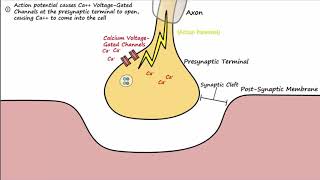 The Neuromuscular Junction Described Concisely [upl. by Taylor835]