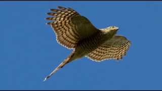 Sparrowhawk Bird Call Bird Song [upl. by Dee]