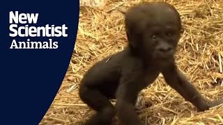 Baby gorilla takes first steps [upl. by Nivled872]