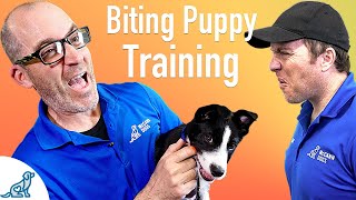 How To Prevent Your Puppy From Biting  Professional Dog Training Tips [upl. by Bor720]