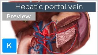 Hepatic Portal Vein preview  Human Anatomy  Kenhub [upl. by Enelra]