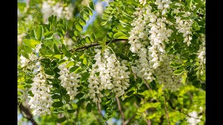 Robinia pseudoacacia [upl. by Ynatsed]