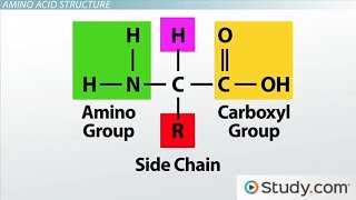 Introduction to Amino acids biochemistry [upl. by Ykcub]