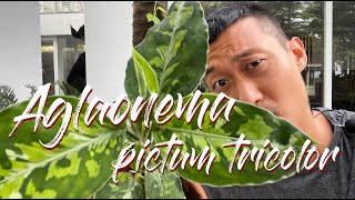 Aglaonema pictum tricolor care and propagation [upl. by Nickola]