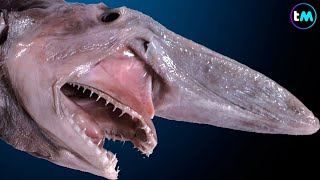 Los 10 TIBURONES MÁS RAROS Del Mundo  Parecen de otro planeta 😱 [upl. by Afrika289]