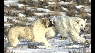 Top 5 Biggest dog breeds that can fight wolves [upl. by Louanna]