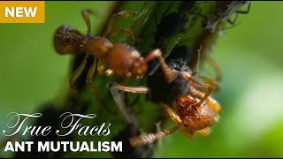 True Facts  Ant Mutualism [upl. by Kare854]