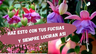 como cuidar 🌺LAS FUCSIAS🌺 [upl. by Adiuqram]