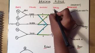 BRACHIAL PLEXUS made ridiculously simple part 1 DrawWithMe [upl. by Roderica]