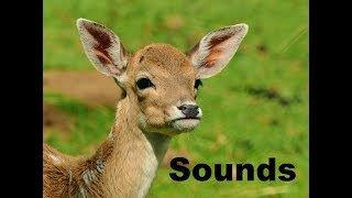 Deer Sound Effects All Sounds [upl. by Norry]