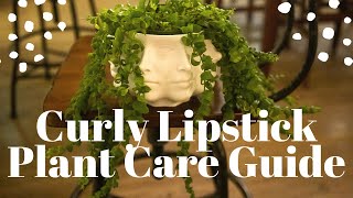 Curly Lipstick Plant Aeschynanthus radicans Care Guide For Beginners [upl. by Aira]