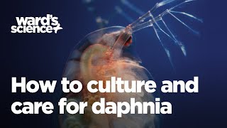 Caring and Culturing for Daphnia [upl. by Ardnnaed]