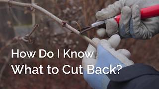 How Do I Know What to Cut Back Pruning Shrubs vs Herbaceous Perennials [upl. by Aisats]