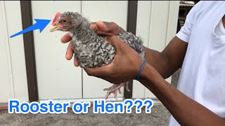 How To Tell a Cockerel From a Pullet [upl. by Lorimer876]