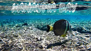 Unbelievable Snorkeling at Hanauma Bay Oahu Hawaii [upl. by Aliek]