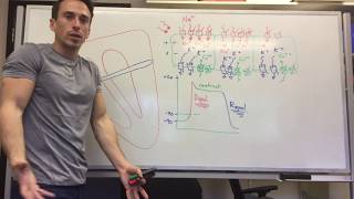 Conduction of nerve impulse  Mechanism [upl. by Dal]