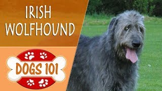 Dogs 101  IRISH WOLFHOUND  Top Dog Facts About the IRISH WOLFHOUND [upl. by Chimene]