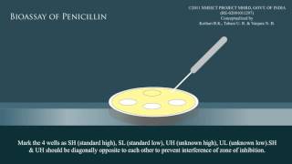 Bioassay of penicillin [upl. by Nims]