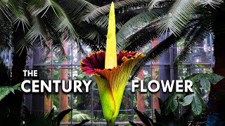 Corpse Flower The Tallest Flower In The World [upl. by Rusty]