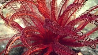 Facts The Feather Star [upl. by Ecaj]