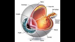 O3 anatomie de l’œil [upl. by Veronika]