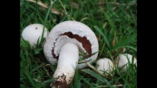 Identifying the Field Mushroom Agaricus campestris [upl. by Assenad]