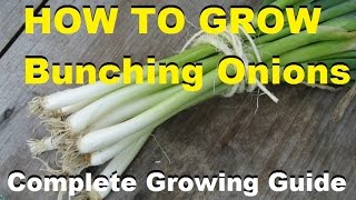 How To Grow Bunching Onions  Complete Growing Guide [upl. by Fransis129]