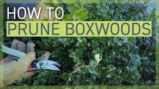 How to Prune Your Boxwoods [upl. by Inalaek]